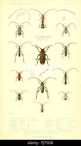 A collection of illustrations featuring new and rare insect species ...