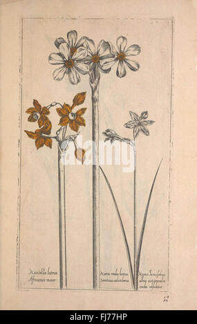 A pre-Linnaean botanical work illustrating various plant species ...