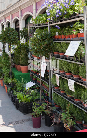 Variety of Plants Grown in Local Nursery Stock Photo - Alamy