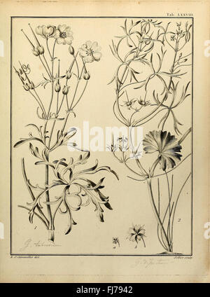 A botanical dissertation from the 'Monadelphiae' class, illustrating ...