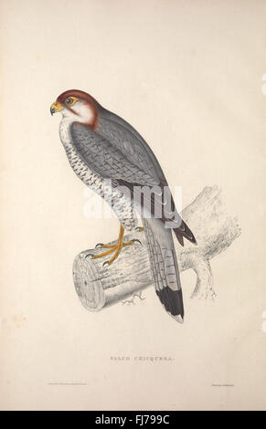 A century of bird species from the Himalaya Mountains, depicted in an ...