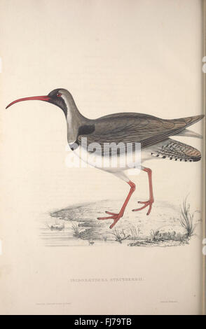 A century of birds from the Himalaya Mountains (TAB. XXVII Stock Photo ...