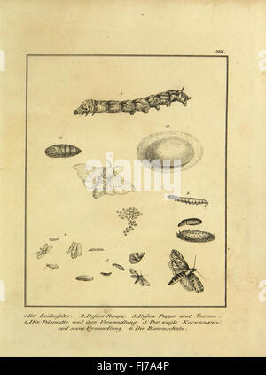 Naturhistorische Beschreibung der Insekten (Plate XIX) Stock Photo