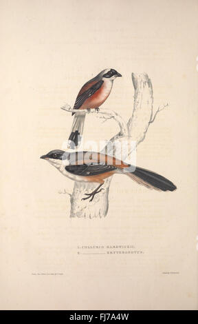 A Century of Birds from the Himalaya Mountains (TAB. XXVI Stock Photo ...