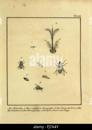 Naturhistorische Beschreibung der Insekten (Plate XX) Stock Photo