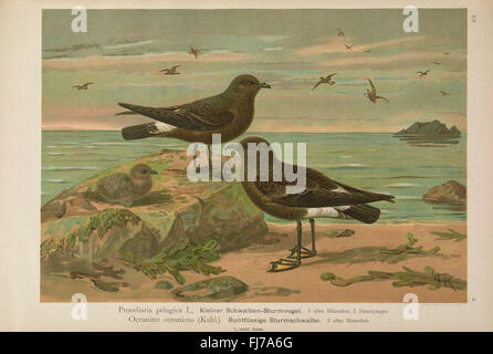 A comprehensive work on European birds, featuring illustrations and ...