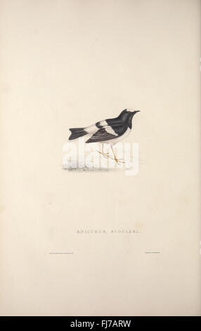 A Century of Birds from the Himalaya Mountains (TAB. XXVI Stock Photo ...