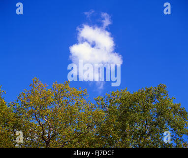 Small, white, cumulus cloud, blue sky and autumn leaves, Virginia Water, Surrey, England, United Kingdom Stock Photo