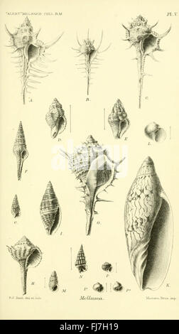 Report on the zoological collections made in the Indo-Pacific Ocean during the voyage of H.M.S. 'Alert' 1881-2 Stock Photo