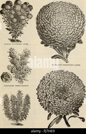 R and J Farquhar and Co's catalogue 1894 - reliable tested seeds plants bulbs fertilizers tools etc. (1894) Stock Photo