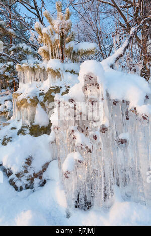 Beautiful icicle ice formation on small tree Stock Photo - Alamy