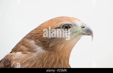 young Brahminy kite or Red-backed sea-eagle head shot Stock Photo