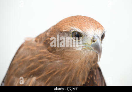 young Brahminy kite or Red-backed sea-eagle head shot Stock Photo