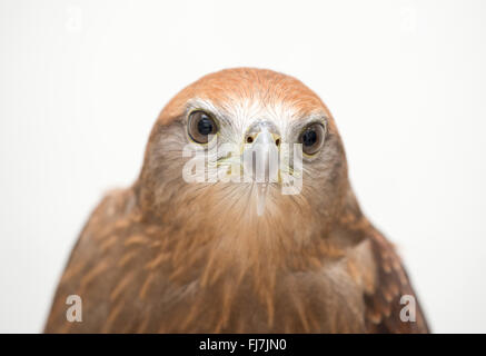 young Brahminy kite or Red-backed sea-eagle head shot Stock Photo