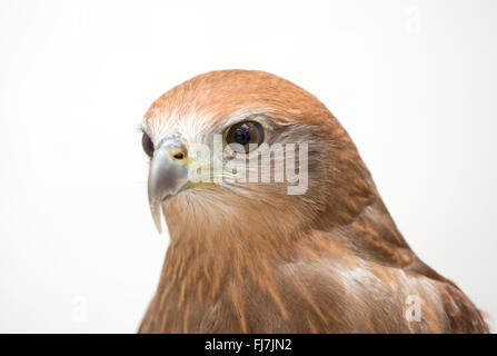 young Brahminy kite or Red-backed sea-eagle head shot Stock Photo