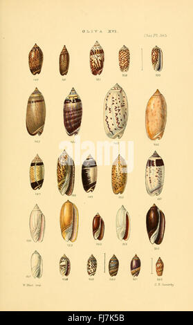 A detailed monograph of various shell genera, illustrating the ...
