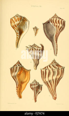 A detailed catalog of shell species and their genera, offering ...