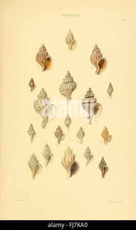 A monograph on the genera of shells, showcasing various mollusk species ...
