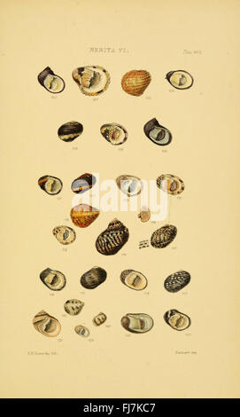A catalog of mollusk shells, offering detailed illustrations and ...