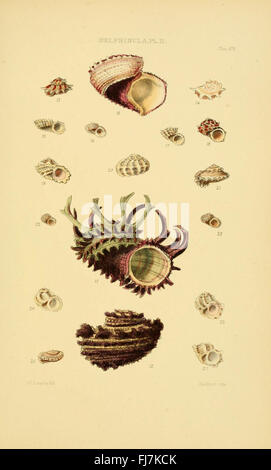 A detailed monograph on various genera of shells, offering scientific ...
