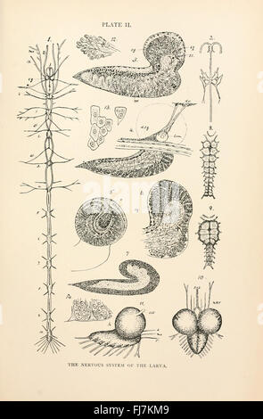 The anatomy, physiology, morphology and development of the blow-fly (Calliphora erythrocephala) (PLATE II) Stock Photo