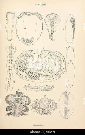 A detailed study on the anatomy, physiology, and development of the blow-fly species Calliphora erythrocephala, focusing on its life cycle, morphology, and ecological role. Stock Photo