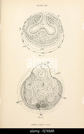 The anatomy, physiology, morphology and development of the blow-fly (Calliphora erythrocephala) (PLATE XIV) Stock Photo