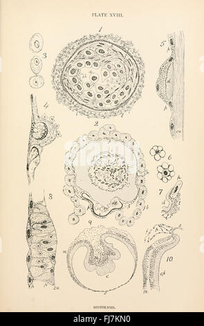 The Anatomy, Physiology, Morphology and Development of the Blow-Fly (Calliphora Erythrocephala) (PLATE XVIII), Blowflies, MBLWHOI Library, Woods Hole Stock Photo