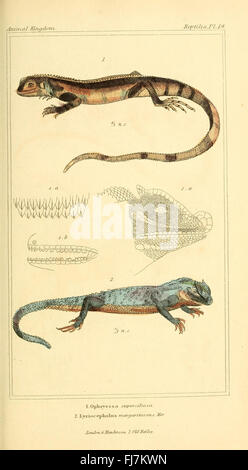 A comprehensive classification of animal species, focusing on ...