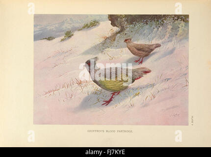 A monograph of the pheasants Stock Photo