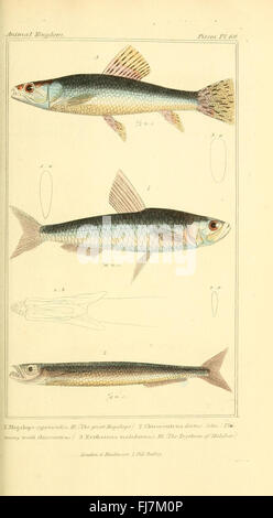 Comprehensive guide to animal classification and organization, focusing ...