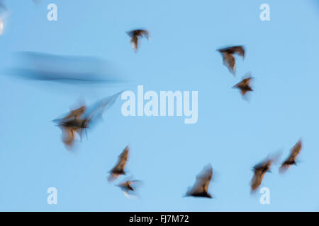 Little Red Flying-fox  (Pteropus scapulatus)flying with motion blur. This massive colony, estimated to peak at about 100,000 bats, took up residence along the Wild River of Heberton sometime early Dec 2013 with the mass flowering of the eucalyptus trees or Inland White Mahogany with the little reds seeking its nectar and pollen.  By The Little Red Flying-fox is a species of megabat native to northern and eastern Australia. With a weight of 280–530 grams (9.9–18.7 oz) it is the smallest flying fox in mainland Australia (the others being the black, spectacled and grey-headed flying foxes). Stock Photo