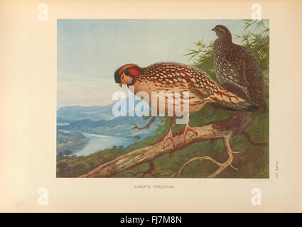 A monograph of the pheasants Stock Photo