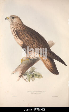 A comprehensive study of European bird species by Naumann, detailing ...