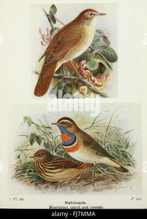 A comprehensive study of British birds and their eggs, with detailed ...