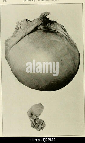 The diseases of the genital organs of domestic animals (1921) Stock Photo
