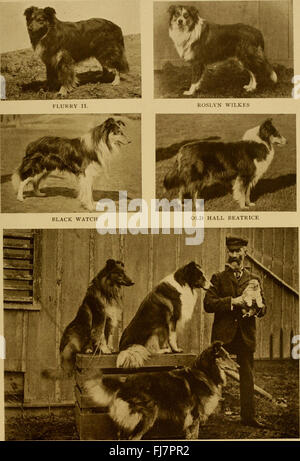 The dog book - a popular history of the dog, with practical information as to care and management of house, kennel, and exhibition dogs; and descriptions of all the important breeds (1906) Stock Photo