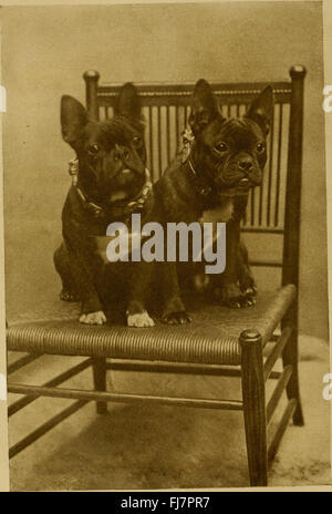 The dog book - a popular history of the dog, with practical information as to care and management of house, kennel, and exhibition dogs; and descriptions of all the important breeds (1906) Stock Photo