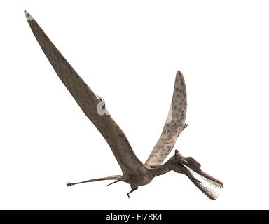 Zhenyuanopterus longirostris is an extinct flying dinosaur. This is a 3D illustration Stock Photo