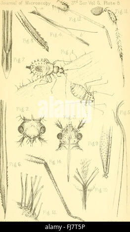 The Journal of microscopy and natural science (1896) Stock Photo