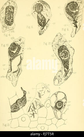 The Journal of microscopy and natural science (1896) Stock Photo