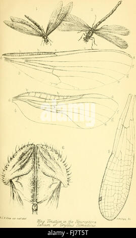 The Journal of microscopy and natural science (1896) Stock Photo