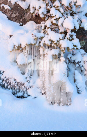 Beautiful icicle ice formation on small tree Stock Photo - Alamy