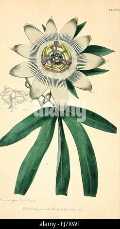 An early botanical work illustrating plant species, flowers, and shrubs ...