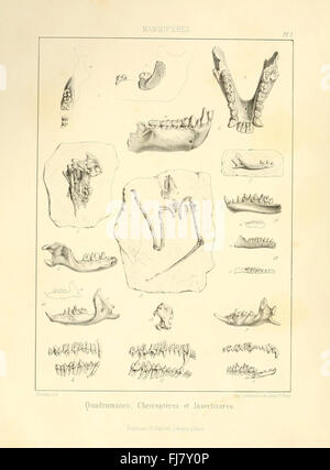 A comprehensive treatise on paleontology, featuring detailed illustrations of fossils and their classifications within the geological timescale. Stock Photo