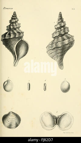 A detailed catalog of shell species, featuring illustrations and ...