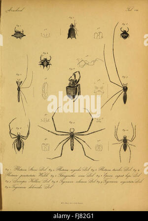 Bijdrage tot de kennis der arachniden van den Indischen archipel Stock Photo
