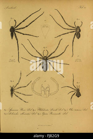 Bijdrage tot de kennis der arachniden van den Indischen archipel Stock Photo