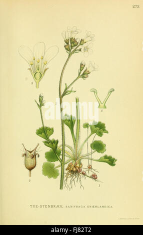 An illustrated botanical work showcasing new and rare plant species ...