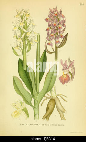 Billeder af nordens flora (Plate 400) Stock Photo